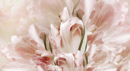 Flowers   tulips  and petals.  Floral  background.  Petals tulips. Close-up. Nature. - 759699989