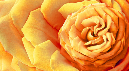 Flower  yellow  rose  and petals.  Floral  background.  Close-up. Nature.