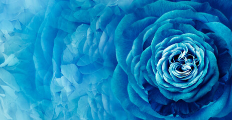 Floral  blue  background.  Rose and petals flowers. Close-up.   Nature.