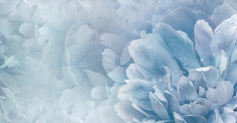 Floral  light blue   background.  Rose and petals flowers. Close-up.   Nature.