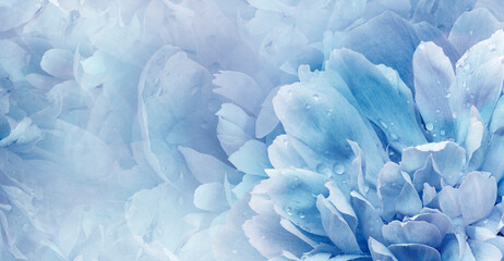 Floral  blue   background.  Peony  and petals flowers. Close-up.   Nature.