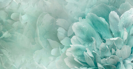 Floral  turquoise   background.  Rose and petals flowers. Close-up.   Nature.