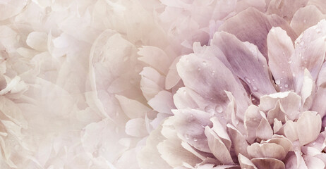 Floral  light pink  background.  Peony  and petals flowers. Close-up.   Nature. - 759701553