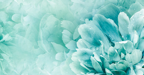Floral  turquoise   background.  Peony  and petals flowers. Close-up.   Nature.