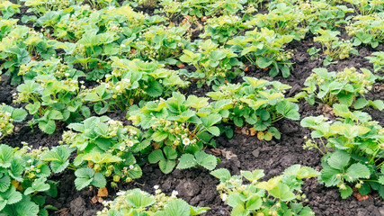 Growing strawberries in the fields. Blooming strawberry bushes. 