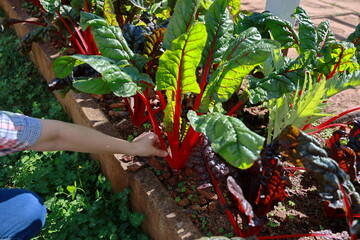 A gardener is plucking leaves  Swiss Chard or Ruby Red Swiss Chard from an Vegetable plot outdoor. Beta vulgaris leaves are wavy and wavy. It dark green. The leaf stalks large and flat and many colors © Vanchuree