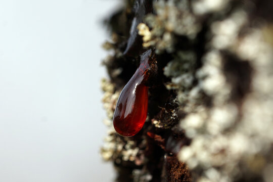 Drops of resin (gumflow, Gummosis) on the bark of a cherry tree