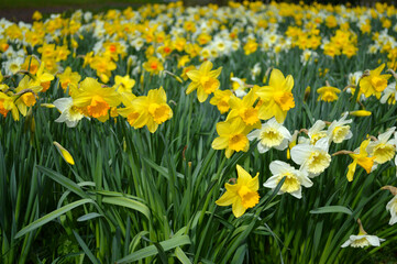 Yellow Daffodils blooming at a Park in Scotland, UK