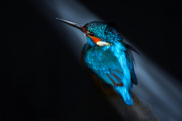 Kingfisher. Artistic wildlife photography. Nature background.  