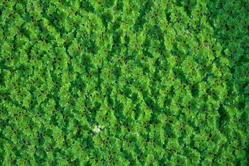 Azolla, a small aquatic plant, is high in nutrients, suitable for making compost or animal...