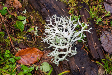 Evernia prunastri : un lichen bioindicateur précieux de la qualité de l'air et du sol - obrazy, fototapety, plakaty