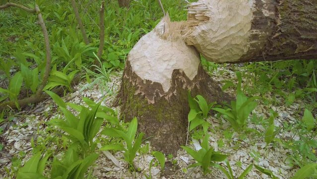 in the wild Carpathians, Ukraine, Europe there live large beavers who can knock down a large tree for food and to build their home
