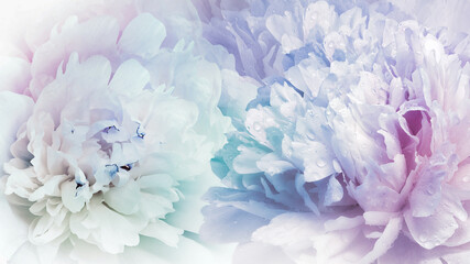 Floral spring background.  Peonies flowers.  close-up.   Nature.