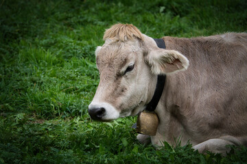 Portrait einer grauen Milchkuh, die im Gras liegt und eine Kuhglocke um den Hals trägt - obrazy, fototapety, plakaty