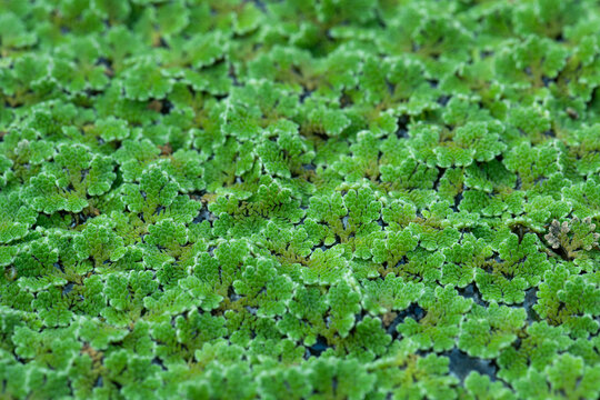 Azolla, a small aquatic plant, is high in nutrients, suitable for making compost or animal feed,select focus.