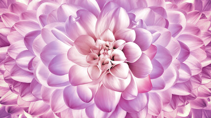 Fototapeta premium Pink dahlia. Flower on a white isolated background with clipping path. For design. Closeup. Nature.