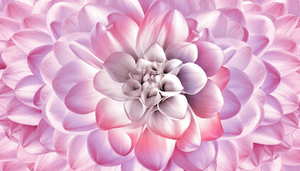 Obraz premium Pink dahlia. Floral background . Closeup. Nature.