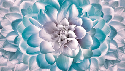 Dahlia. Flower on a white  background.  For design.  Closeup.  Nature. - 759708772