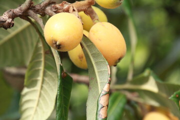 収穫前の未成熟の木成り枇杷
