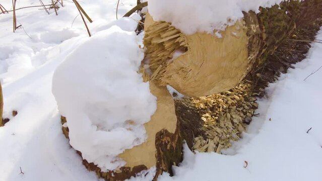 In the snowy winter, a beaver chewed through a thick old tree in order to feast on its bark on thin branches, and also to grind down its growing teeth.