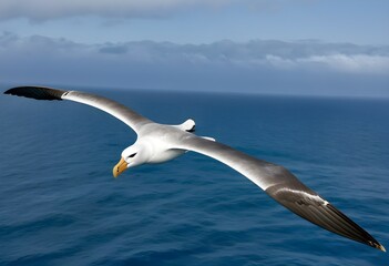 Naklejka premium A view of an Albatross in flight
