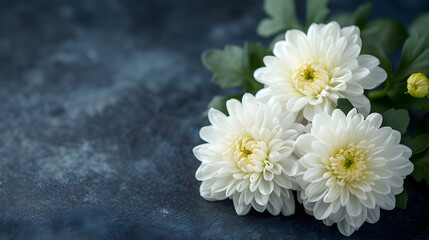 mourning background, funeral white flower with copy space. beautiful white chrysanthemum flower on dark background with space for text