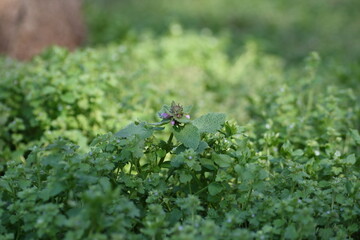 さり気なく咲くオオイヌノフグリ