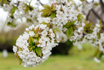Blooming cherry tree in spring. White cherry flowers close up. 