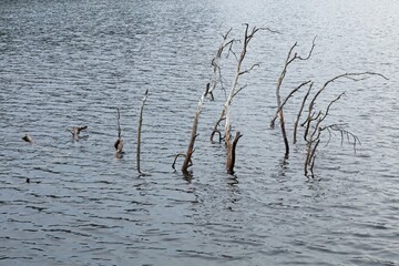 A sunken tree trunk in lake with branches sticking out of water surface in autumn.