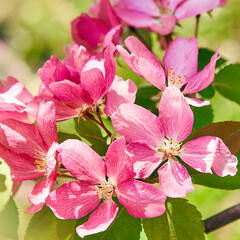 Floral spring background. Petals flowers. Close-up. Nature.