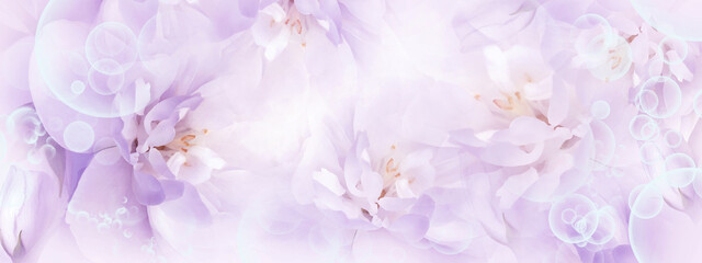 Jasmine   flowers. Floral spring background.  Close-up.  Nature.