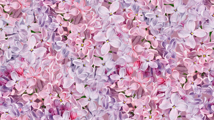 Seamless floral background. Lilac flowers and petals. Bouquet of lilacs. Studio shot. Nature.