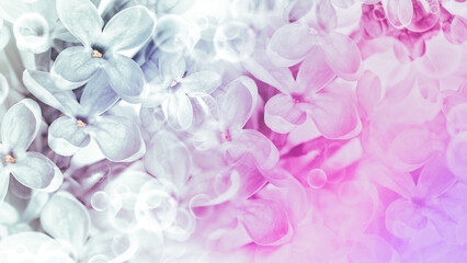 Floral   spring background. Lilac bouquet  pink  flower petals. Close-up. Nature. Lilac bunch.
