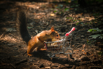 Shopping squirrel