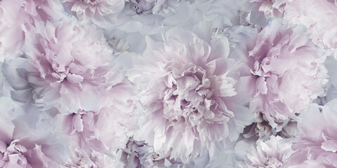 Seamless floral  background. Flowers peonies and petals peonies. Close up. - obrazy, fototapety, plakaty