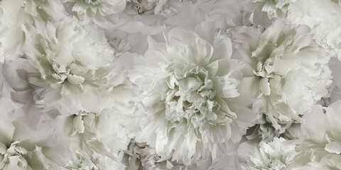 Seamless floral  background. Flowers peonies and petals peonies. Close up. - obrazy, fototapety, plakaty