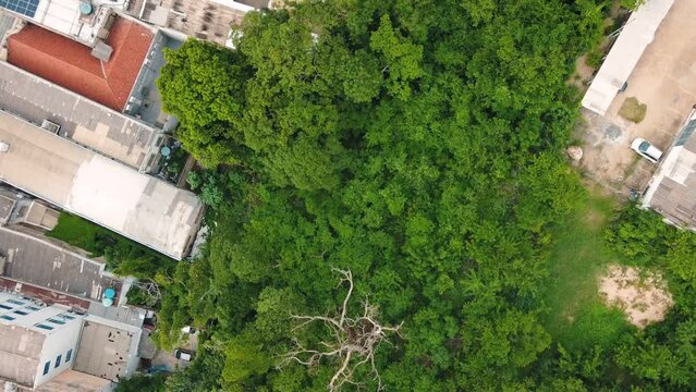 Aerial top down of forest in park in summer in Cuiaba Mato Grosso
