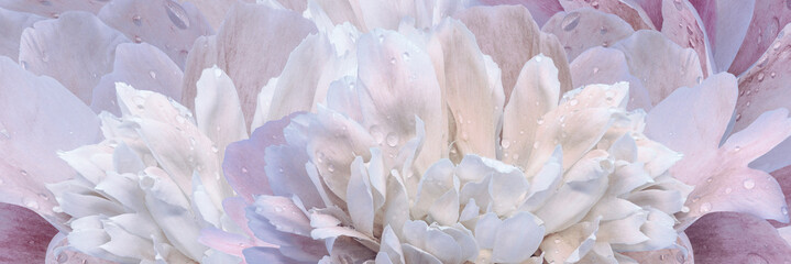 Peony flower.    Floral  background.  Closeup. Drops of water on the petals. . Nature.