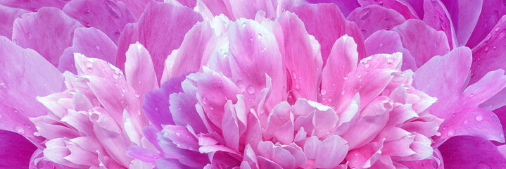 Peony flower petals. Floral background. Close-up. Drops of water on the petals. Nature.