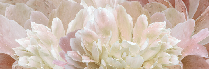 Peony flower.   Floral  background. Closeup. Drops of water on the petals.  Nature.