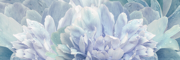 Peony flower petals. Floral background. Close-up. Drops of water on the petals. Nature.