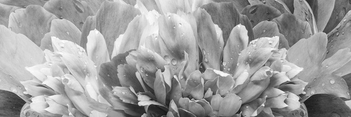 Peony flower petals. Floral background. Close-up. Drops of water on the petals. Nature.