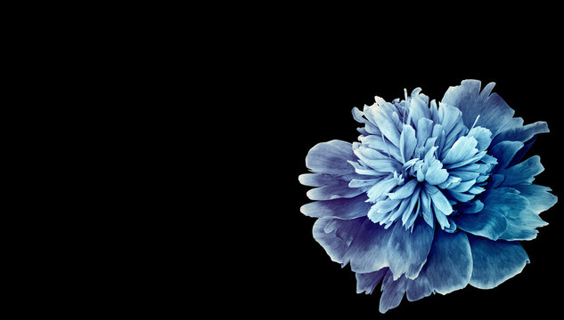 peony flower  on  black  isolated background. Closeup. For design. Nature.