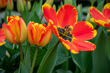 red and yellow open tulips