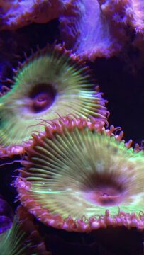 Green White Striped Polyp  (Zoanthus sp.), Colorful button corals swaying under the sea water, USA