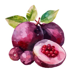 Watercolor clipart of a set mangosteen fruit (grape halves fruit) plum fruit, isolated on a white background, Painting Illustration, Drawing art, Graphic Painting, Vector mangosteen.