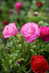 Pink persian buttercup flowers (ranunculus), flower field