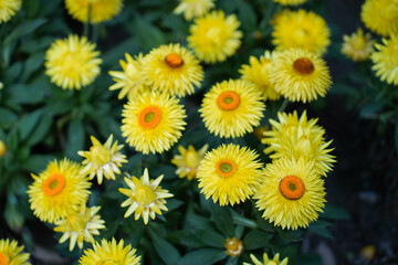 Yellow straw daisy