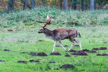 Damhirsch im Herbst währen der Brunftzeit