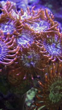 Green White Striped Polyp  (Zoanthus sp.), Colorful button corals swaying under the sea water, USA